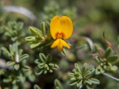 Pultenaea maritima