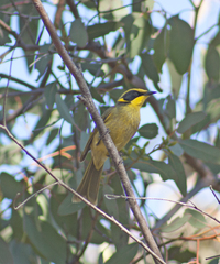 Lichenostomus melanops