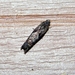 Shagbark Hickory Leafroller Moth - Photo (c) Lori Owenby, some rights reserved (CC BY-NC), uploaded by Lori Owenby