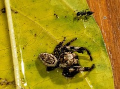 Metaphidippus