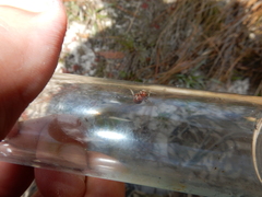 Timulla ornatipennis