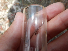 Timulla ornatipennis