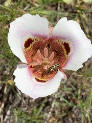 Calochortus vestae