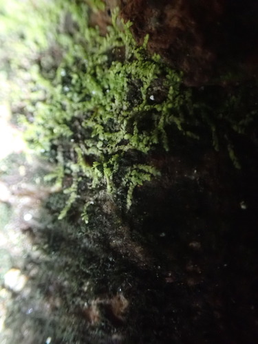 Image of Lejeunea cavifolia by no rights reserved