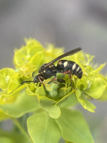 Zanysson texanus
