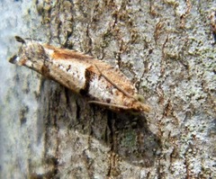 Pseudexentera spoliana