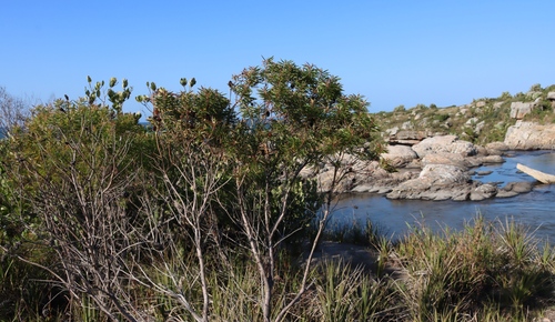 Image of Leucadendron pondoense by (c) Tony Rebelo, some rights reserved (CC BY-SA)