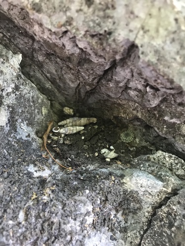 Geotrochatella gredleriana