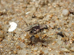 Callytron nivicinctum