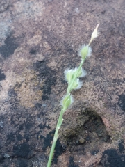 Urochloa ciliatissima
