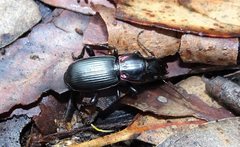 Secatophus australis