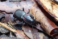 Secatophus australis