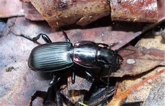 Secatophus australis