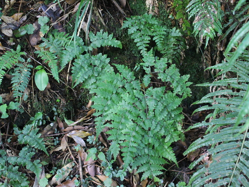 Diplazium squamigerum observed 2024-07-18
