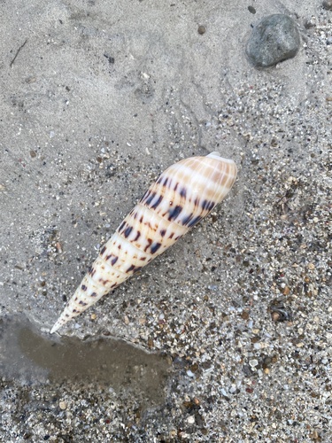Big Auger (Oxymeris maculata)