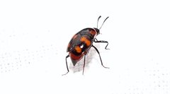 Scaphidium