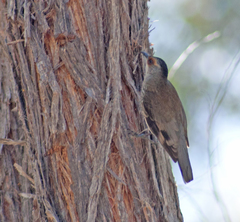 Climacteris erythrops