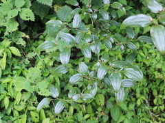 © 羅元甫, some rights reserved (CC-BY-NC)