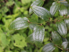 © 羅元甫, some rights reserved (CC-BY-NC)