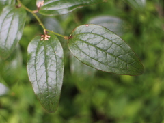 © 羅元甫, some rights reserved (CC-BY-NC)