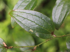 © 羅元甫, some rights reserved (CC-BY-NC)