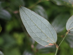 © 羅元甫, some rights reserved (CC-BY-NC)