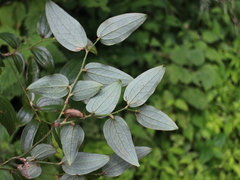 © 羅元甫, some rights reserved (CC-BY-NC)