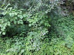 © 羅元甫, some rights reserved (CC-BY-NC)