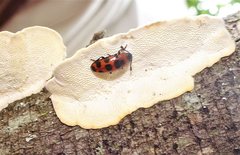 Episcaphula australis