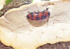 Episcaphula australis