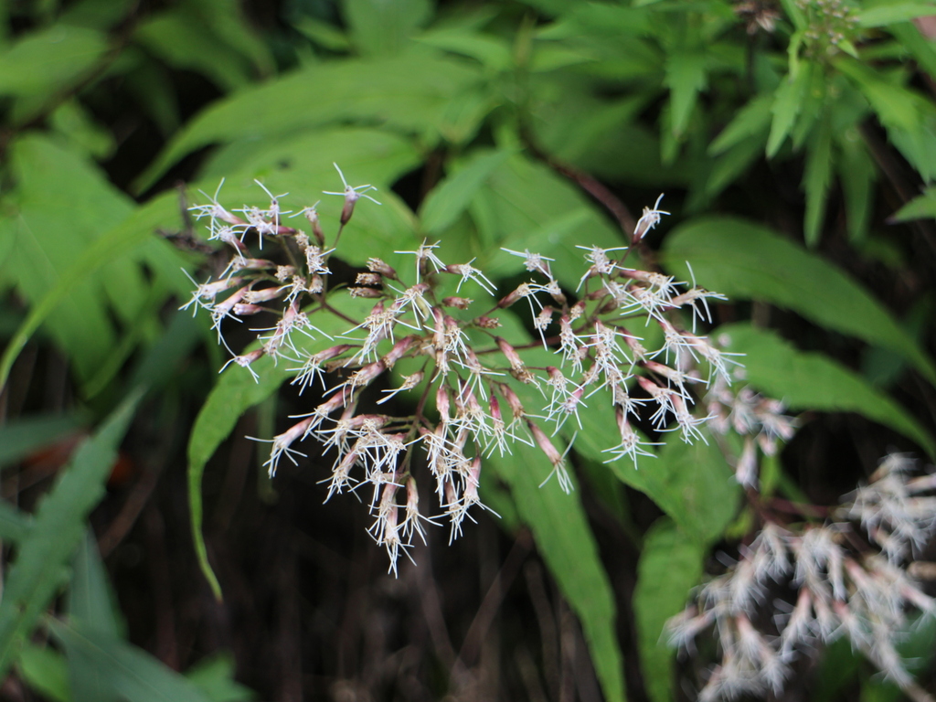 Eupatorium chinense