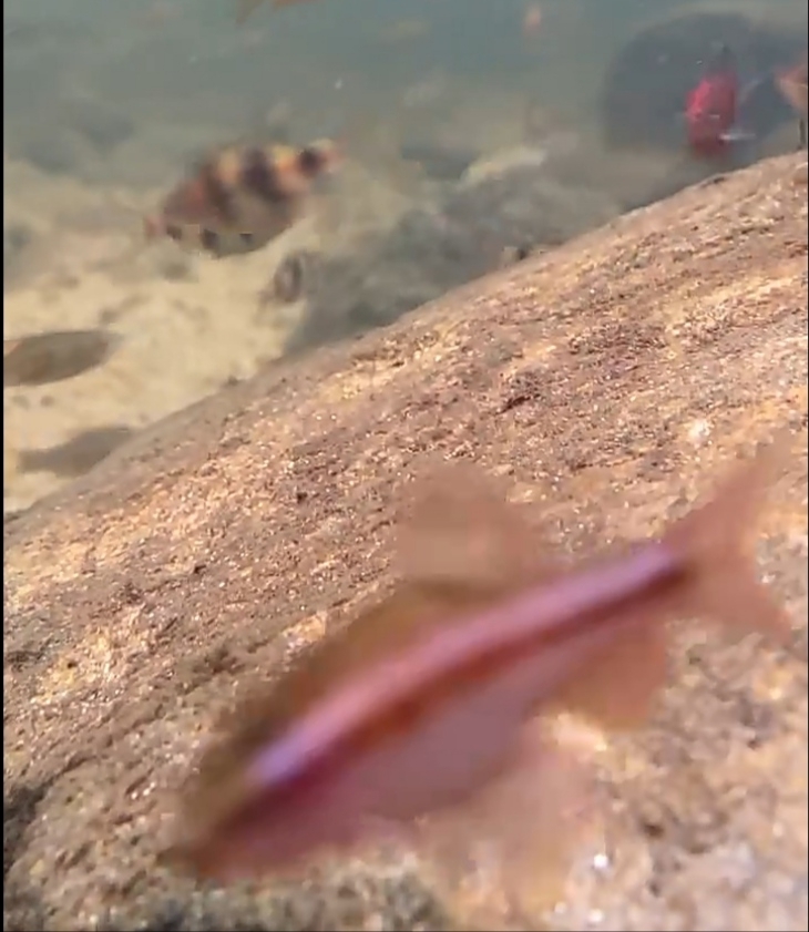 Cherry barb (Puntius titteya) — Cyprinidae