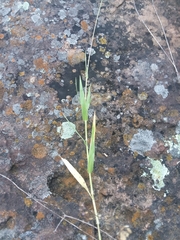 Urochloa ciliatissima