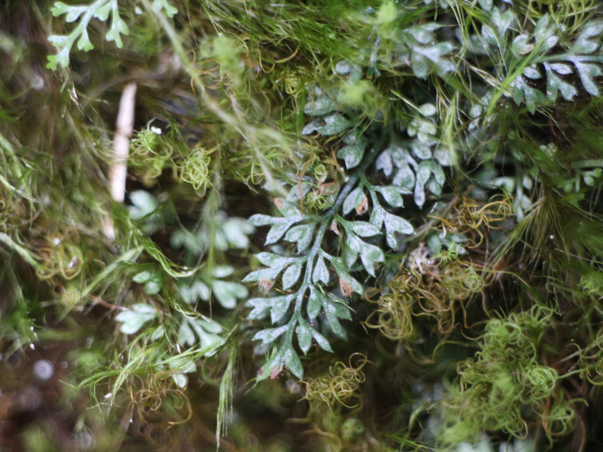 Asplenium capillipes Makino 2