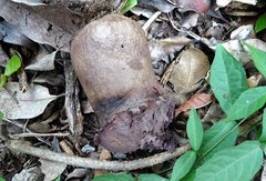 Calvatia lilacina