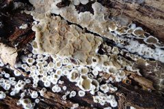 Auricularia mesenterica
