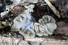 Auricularia mesenterica
