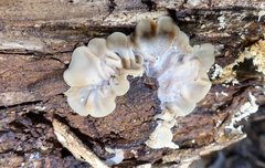Auricularia mesenterica