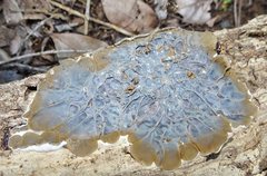 Auricularia mesenterica
