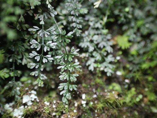 Asplenium capillipes iNat (1)