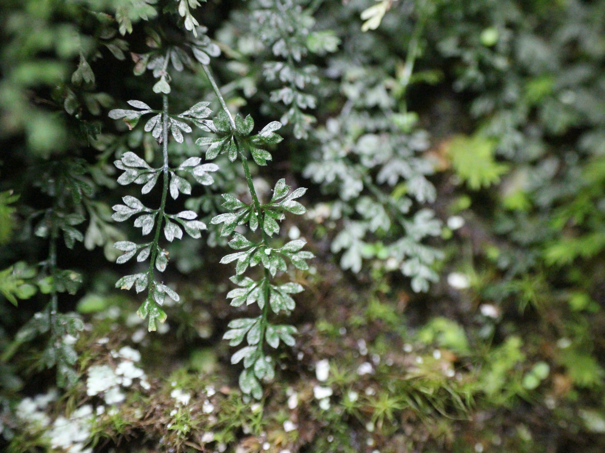 Asplenium capillipes