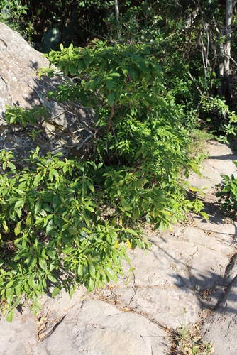 Image of Morella serrata by (c) Tony Rebelo, some rights reserved (CC BY-SA)