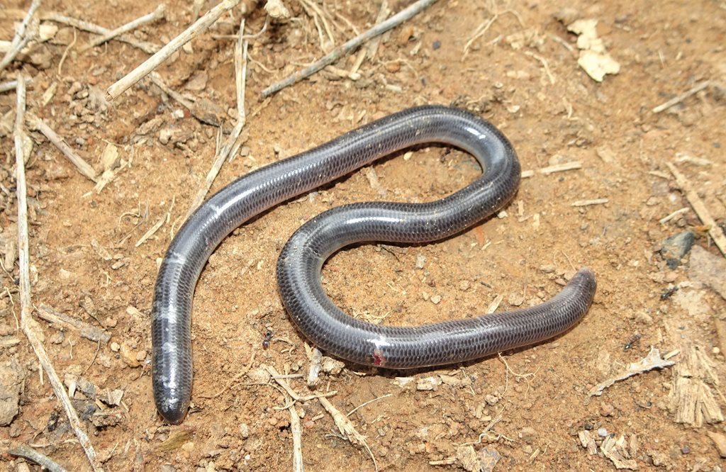 Proximus Blind Snake