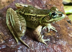Lithobates lenca