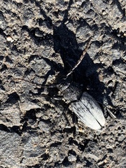 Dorcadion fuliginator