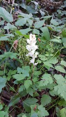 Cephalanthera austiniae