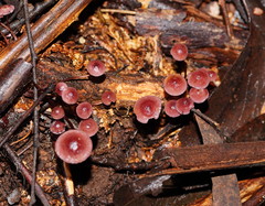 Mycena kurramulla