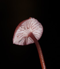Mycena kurramulla