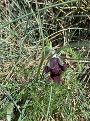 Pulsatilla rubra