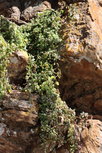 Image of Delosperma Abbottii (Delosperma abbottii) by (c) Tony Rebelo, some rights reserved (CC BY-SA)